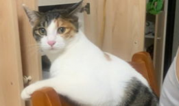 发情男朋友漫画,发情男友的甜蜜诱惑